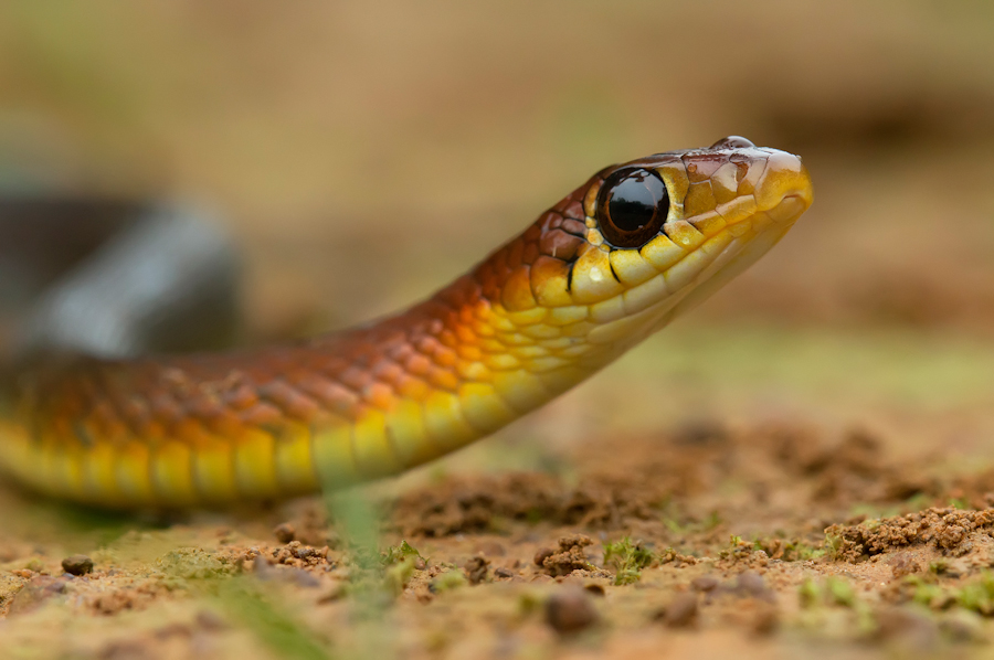 Image result for wayanad keelback snake